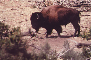 Henry Mountains Buffalo