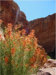 Indian Paintbrush in Capitol Reef National Park