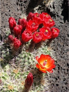Blooming Cactus
