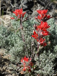Indian Paintbrush